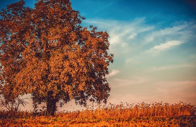 Sustainability of Wood