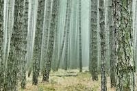 Sustainability of Wood