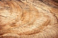 Sustainability of Wood