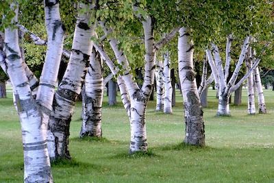 Sustainability of Wood