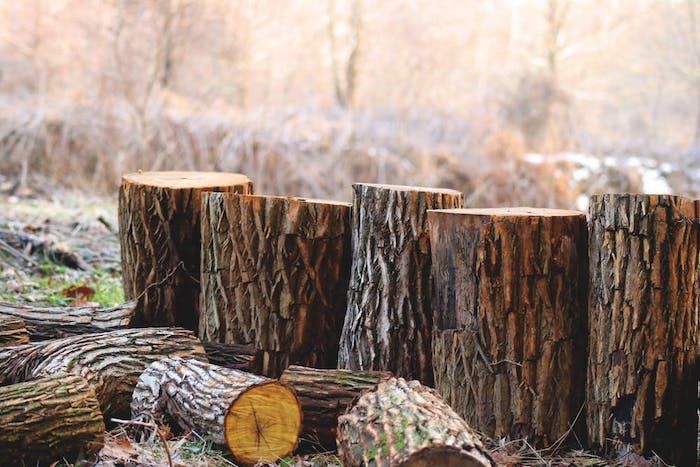 Sustainability of Wood - logging